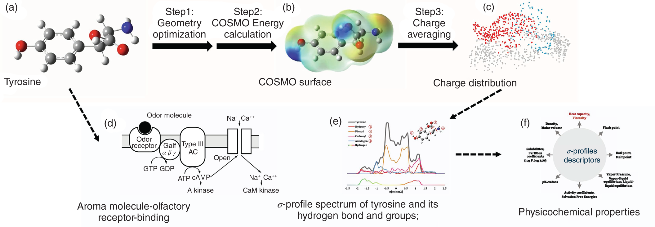 A mechanism of aroma molecules. It includes a. molecular structure of Tyrosine, b. C O S M O surface, c. charge distribution, d. aroma molecule-olfactory receptor-binding, e. sigma-profile spectrum of tyrosine and its hydrogen bond and groups, and f. physicochemical properties.