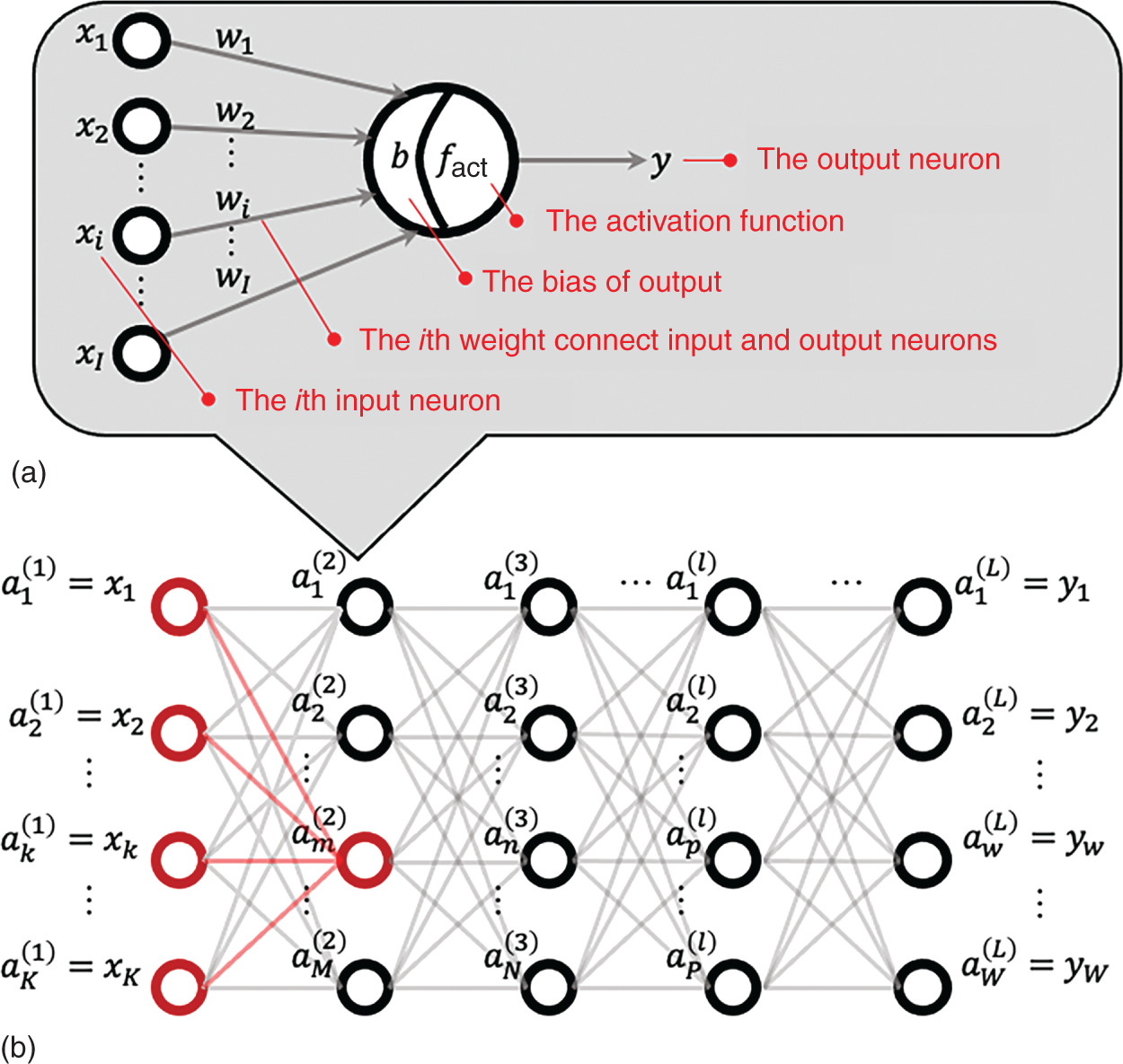 Two architecture of an A N N model. A. A single neutron consists of the ith input neuron, the ith weight connect input and output neurons, the bias of output, the activation function, and the output neuron. B. The performance of the ANN model is determined by the number of hyperparameters such as neuron layers. The hyperparameters of the A N N model P are tuned by using the grid search method.