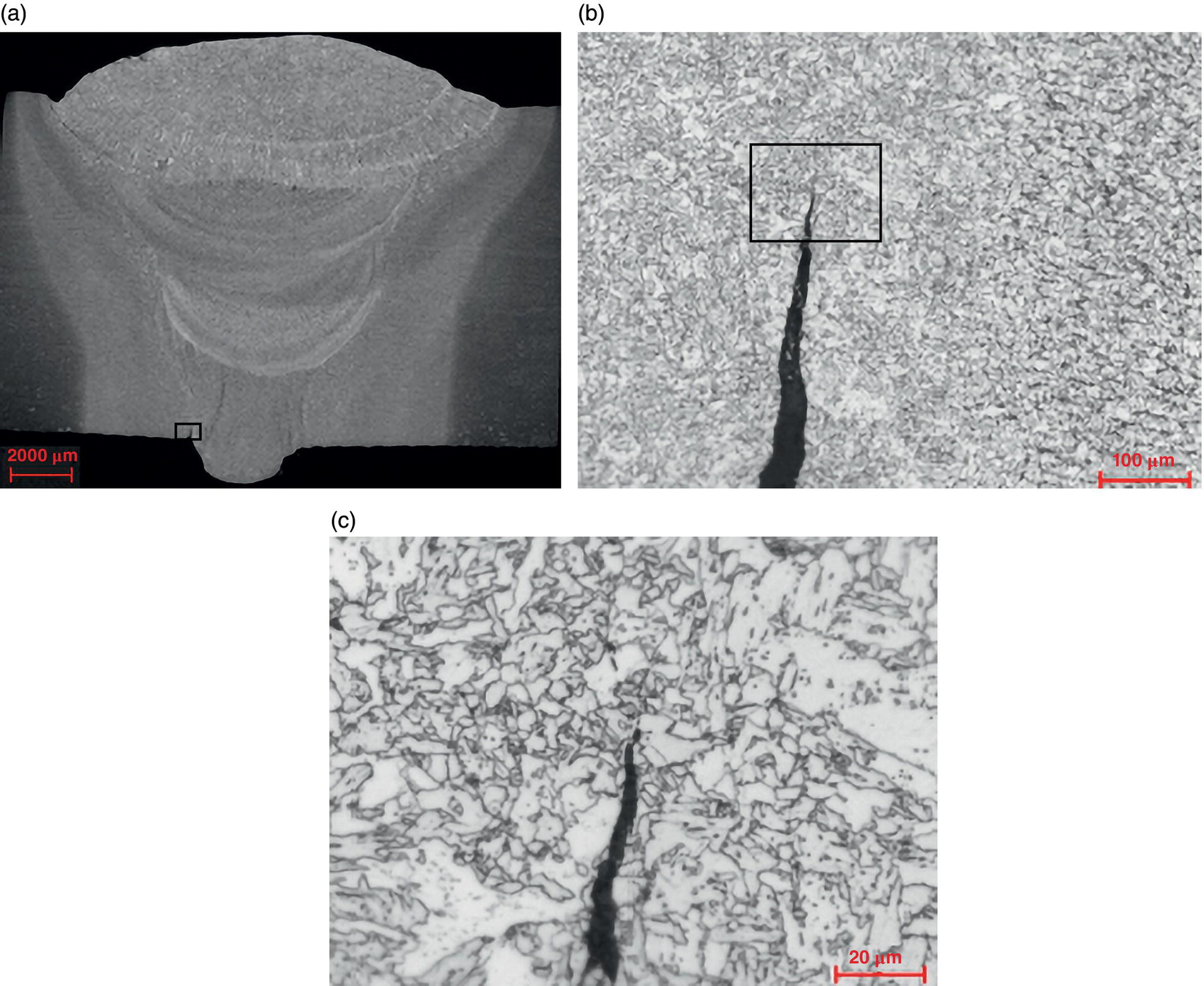 Three images show varying magnifications of a material. a. A low-magnification view of the structure with distinct layers, scale 2000 micrometers. b. A closer view with a highlighted section, scale 100 micrometers. c. A detailed image of the highlighted section with intricate patterns, scale 20 micrometers.