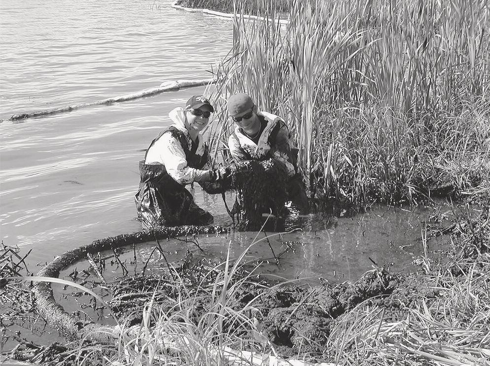 A photograph captures two people wading in shallow water at the edge of a lake or river. They are partially submerged, working with equipment or gathering samples among tall reeds and marsh grasses. The individuals are wearing waders or protective clothing and appear to be engaged in environmental fieldwork, possibly collecting specimens or conducting research. Tall grasses and aquatic vegetation surround the shallow pool where they work. The water’s surface is visible beyond them, with small ripples indicating a larger body of water. The scene suggests scientific research or environmental monitoring in a wetland habitat.