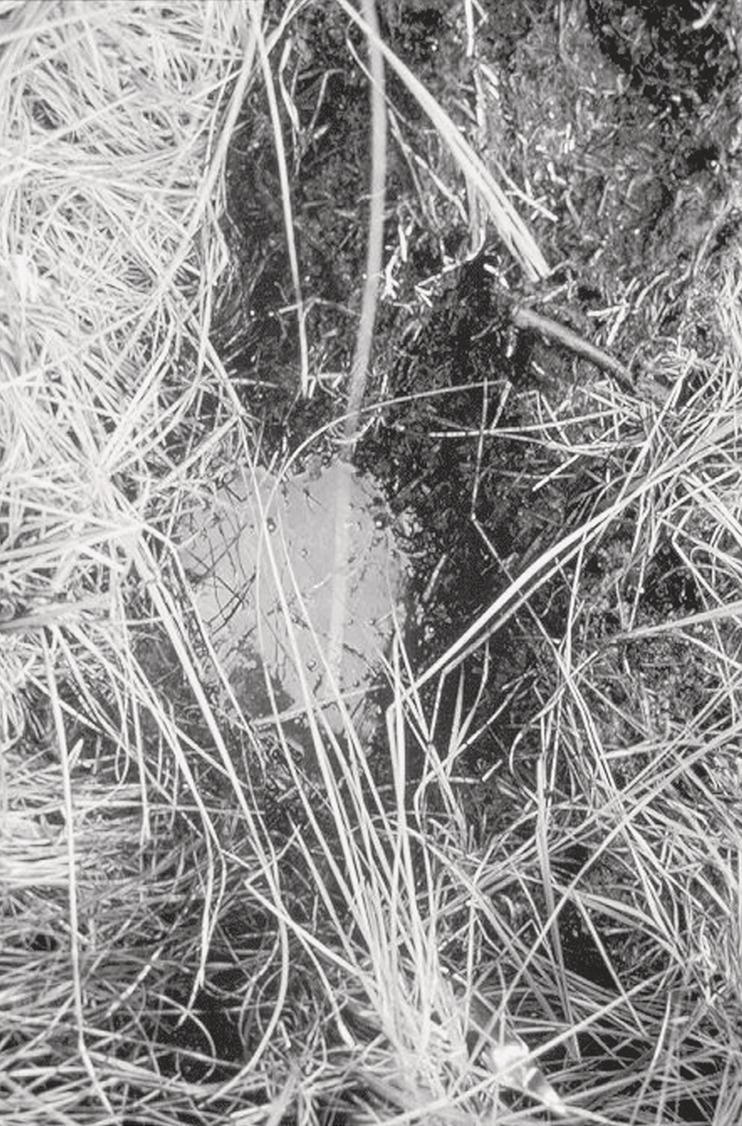 A close-up photograph captures a tangle of dried grass, straw, or plant fibres against dark soil or ground. The image features a chaotic pattern of thin, light-coloured stalks and strands crossing in various directions across the frame. The contrast between the pale, linear organic materials and the darker background creates a striking visual texture. Some thicker stems or roots are visible among the finer strands. The photograph has a natural, somewhat abstract quality due to the intricate interweaving of the plant matter against the earthy background.