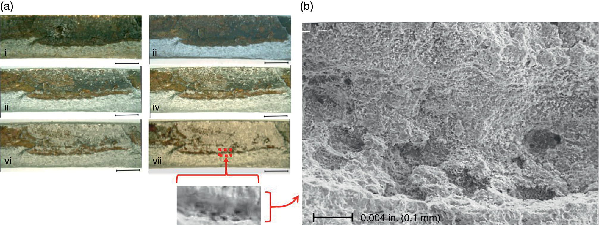 Two images showing corrosion effects along crack fronts and induced crack-tip blunting. A. Progressive changes due to cleaning. B. S E M detail of blunting caused by corrosion.