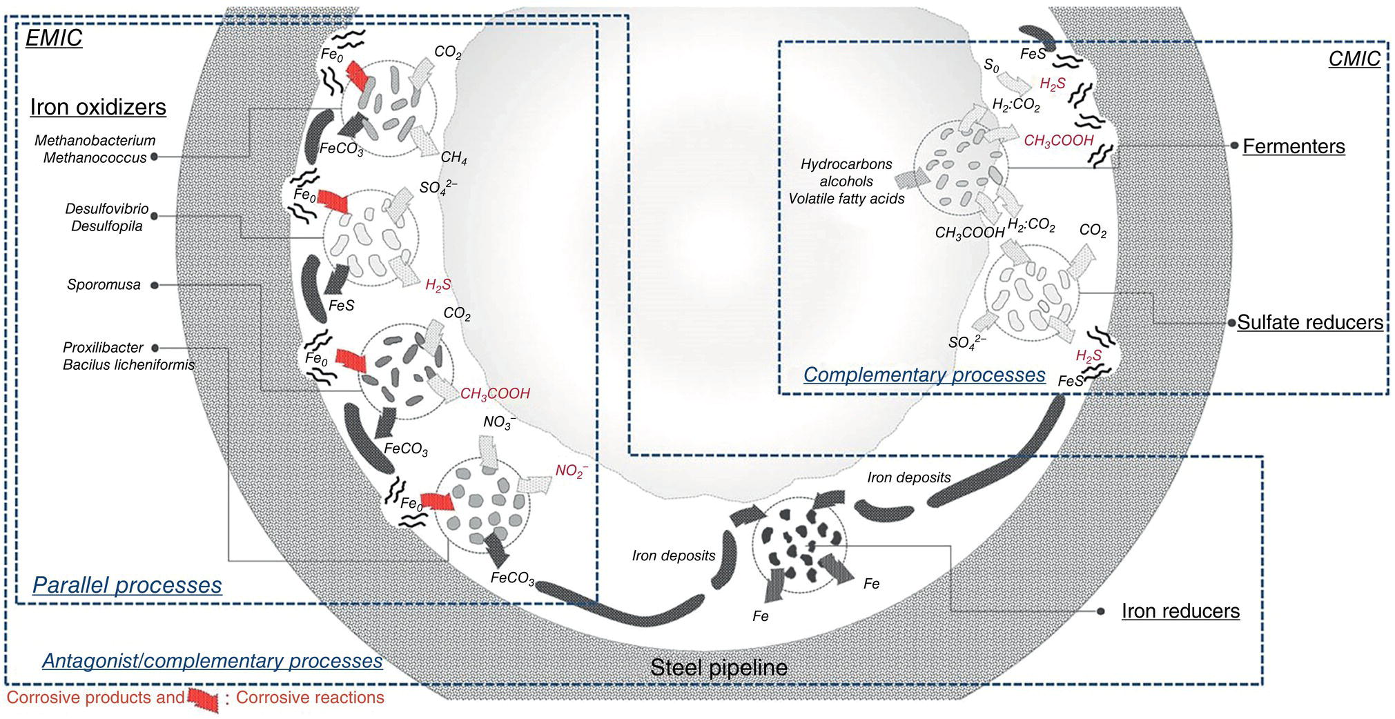 A conceptual diagram illustrating microbial communities and processes in M I C of a tube section. Different microbial groups are labeled based on their metabolic functions, including fermentation, iron oxidation, iron reduction, sulfate reduction, elemental sulfur reduction, and biofouling.